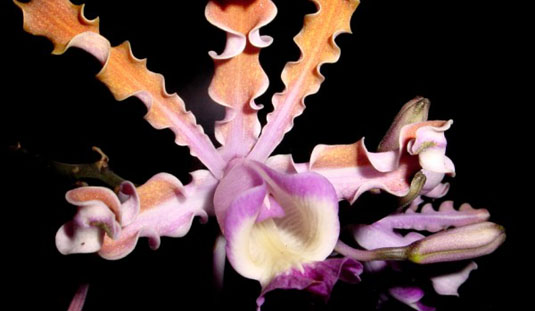 Myrmecophila tibicinis